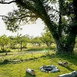 By Apple Orchard On Jungshoved Vakantiehuis