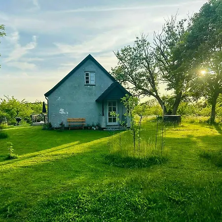 By Apple Orchard On Jungshoved *
